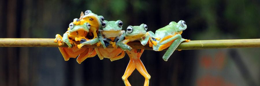  A group of tree frogs illustrates AGJ’s look before you leap approach to managed IT services.